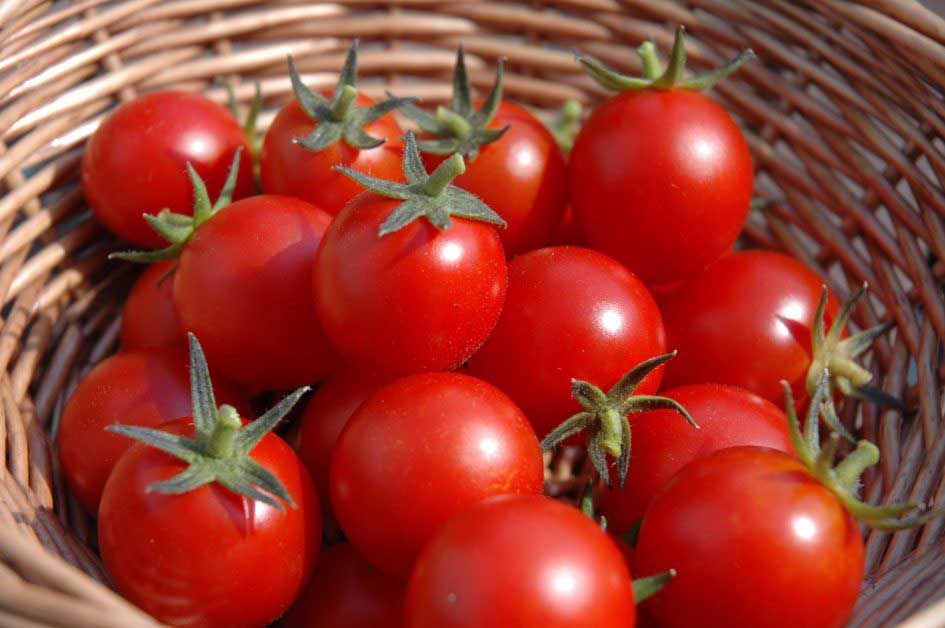 How Tomatoes Color quality can decide its nutrition value?